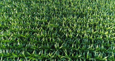 Corn plantation Stock Footage 90665592