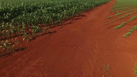 Corn plantation Stock Footage 93428600