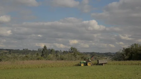 Corn plantation Stock Footage 96316062