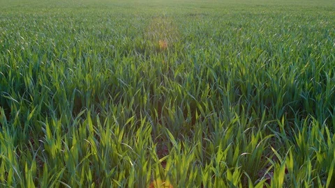 Corn plantation 動画素材 108062733