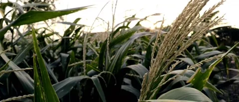 Corn plantation Stock Footage 211914495