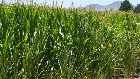 Corn Plantation Stock Footage 245045726