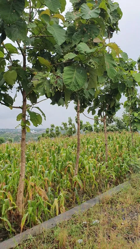 Corn plantation in the hills Stock Footage 301417475