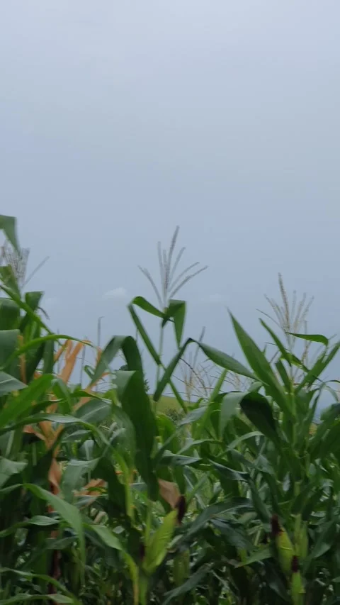 Corn plantation in the hills Video stock 301417513