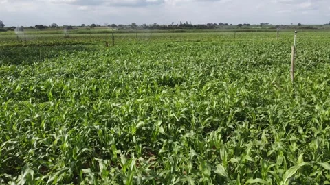 Corn plantation with irrigation project Stock Footage 246157531