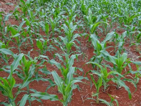 Corn plantation, lined up in rows. Stock Photos