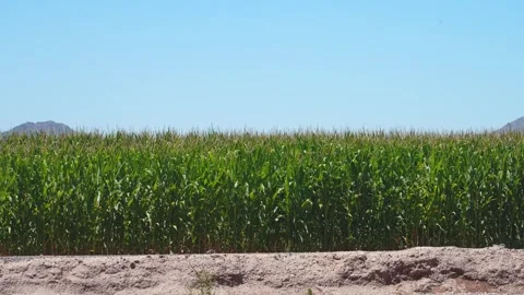 Corn Plantation  Medium Stock Footage 244899773