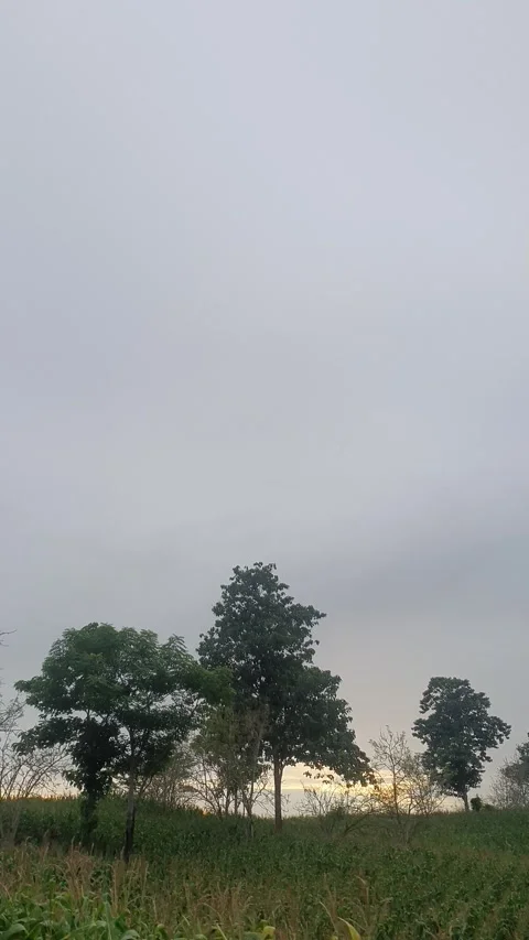 Corn plantation on the mountain Stock Footage 298730998