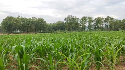 Corn Plantation In Pati, Central Java Indonesia Stock Footage 215871708