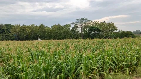 Corn Plantation In Pati, Central Java Indonesia Stock Footage 215880038