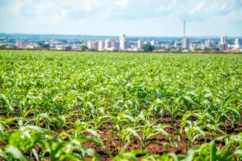 Corn plantation Stock Photos