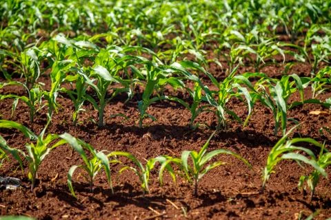 Corn plantation Stock Photos