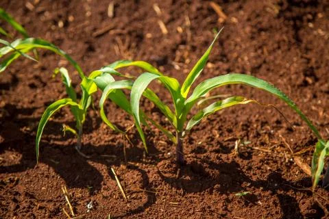 Corn plantation Foto stock