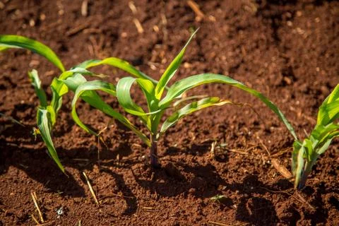 Corn plantation Stock Photos