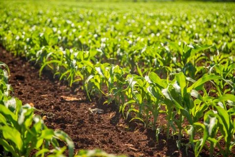 Corn plantation Foto stock