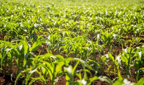 Corn plantation Stock Photos