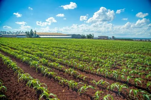Corn plantation Stock Photos