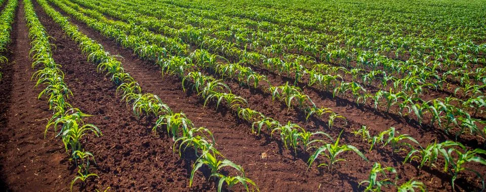 Corn plantation Stock Photos