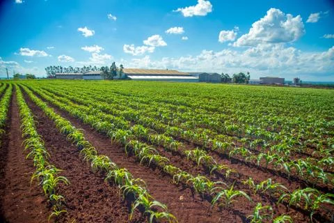 Corn plantation Foto stock