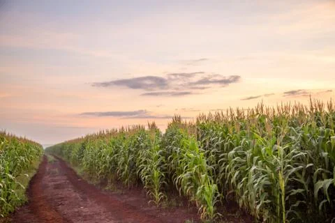 Corn Plantation Stock Photos