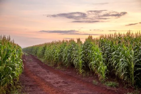 Corn Plantation Foto stock