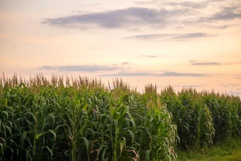 Corn Plantation Stock Photos