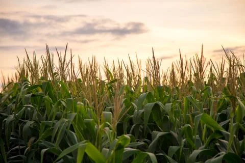 Corn Plantation Stock Photos