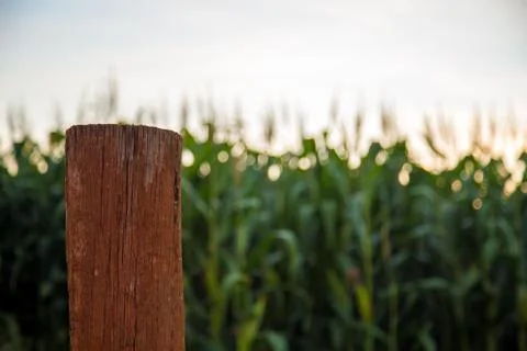Corn Plantation Stock Photos