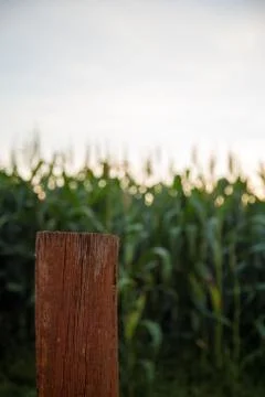 Corn Plantation Stock Photos