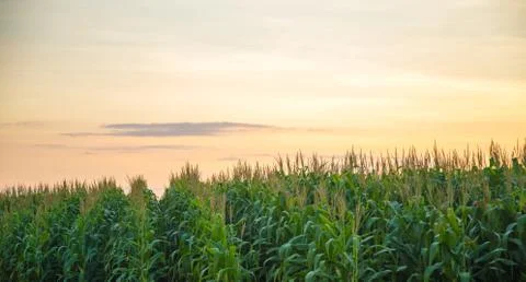 Corn Plantation Stock Photos