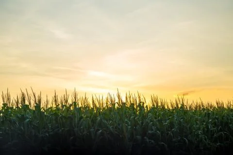 Corn Plantation Stock Photos