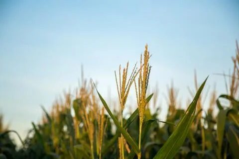 Corn Plantation Stock Photos