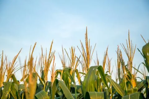 Corn Plantation Stock Photos