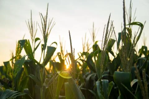 Corn Plantation Foto stock