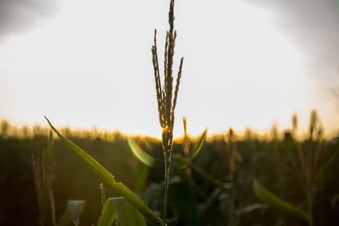 Corn Plantation Stock Photos