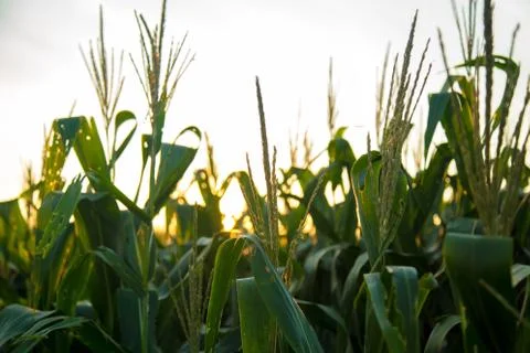 Corn Plantation Stock Photos