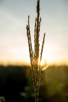 Corn Plantation Stock Photos