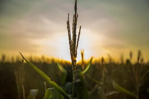 Corn Plantation Foto stock