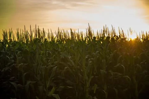 Corn Plantation Stock Photos