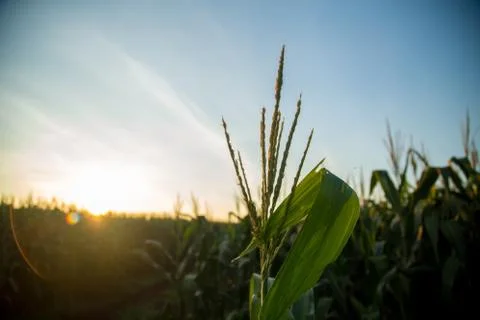 Corn Plantation Stock Photos