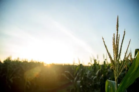 Corn Plantation Stock Photos