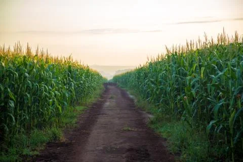 Corn Plantation Stock Photos