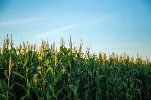 Corn Plantation Stock Photos