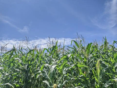 Corn plantation Stock Photos
