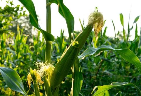 Corn plantation Stock Photos