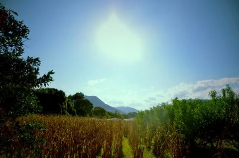 Corn plantation Stock Photos
