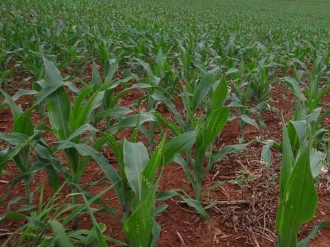 Corn plantation 스톡 사진