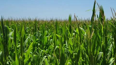 Corn Plantation Plant Stock Footage 244899337