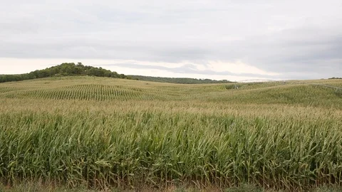 Corn plantation in Spain 스톡 동영상 103435418