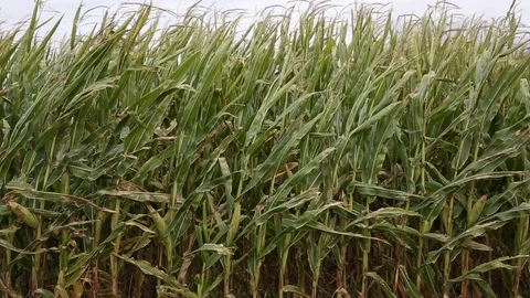 Corn plantation in Spain Stock Footage 103435459